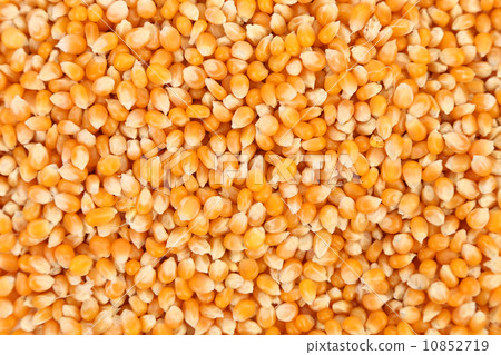 Bulk of corn grains. Close up. 10852719