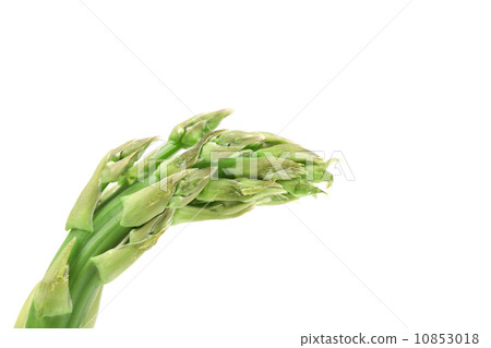 Close up of fresh asparagus spear. 10853018