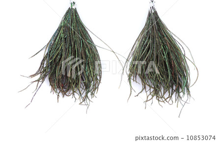 Earrings of peacock feathers. Earrings of peacock feathers. 10853074