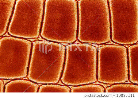 Red crocodile skin texture as a wallpaper. 10853111
