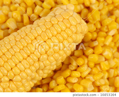 Corncob on a bulk of corn grains. Corncob on a bulk of corn grains. 10853164