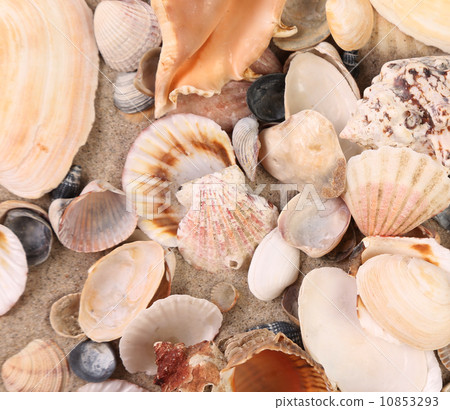 Close up of sea shells. 10853293
