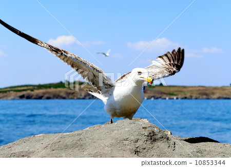 Close up of seagull in action. Close up of seagull in action. 10853344