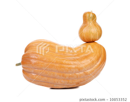 Small and big fresh pumkins. Small and big fresh pumkins. 10853352