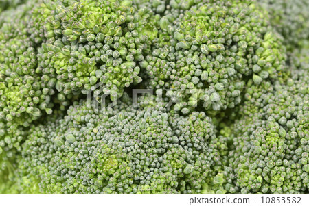 Fresh broccoli in close up. Fresh broccoli in close up. 10853582
