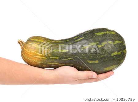 Hand holds fresh pumpkin Hand holds fresh pumpkin 10853789