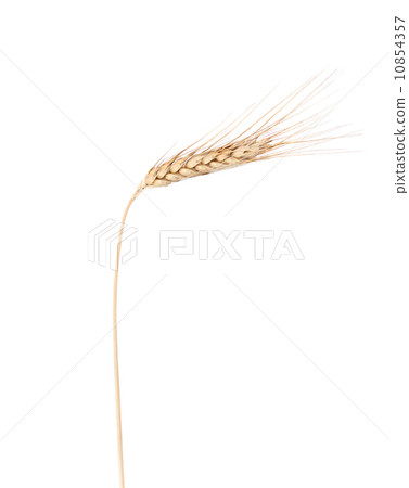 Close up of ripe wheat. 10854357
