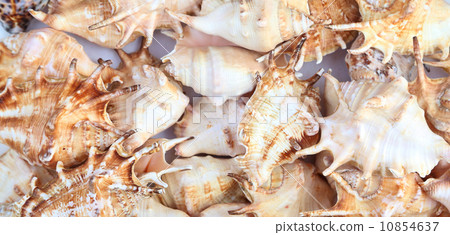Many shells of rapana. Close-up. Background. 10854637