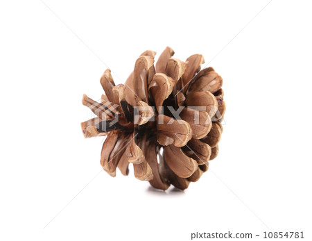 Pine cone. 10854781