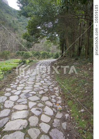 Forest corridor 10859185