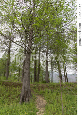 Woods grass 10859237