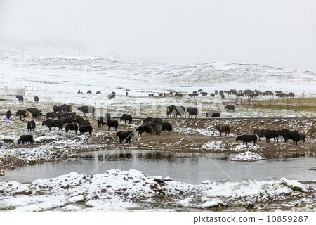 In Tibet, China, snow yak. In Tibet, China, snow yak. 10859287