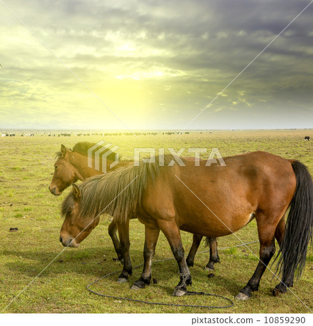 Sunset Prairie Horses Sunset Prairie Horses 10859290