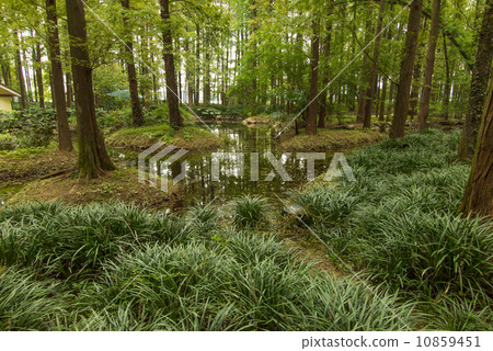 Trees and rivers Trees and rivers 10859451