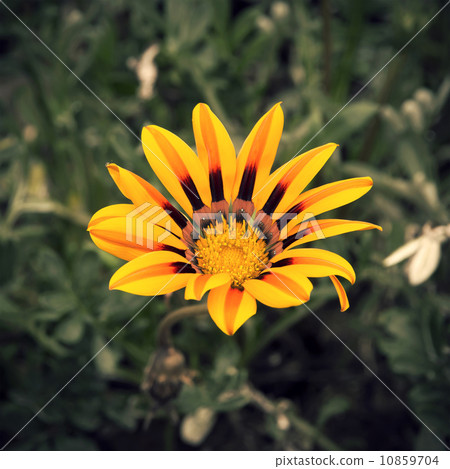 Gazania rigens Gazania rigens 10859704