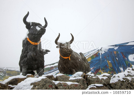 August 30, 2013 in China's Tibetan yak Mira Yamaguchi snow statue, Tibet, China. August 30, 2013. August 30, 2013 in China's Tibetan yak Mira Yamaguchi snow statue, Tibet, China. August 30, 2013. 10859710