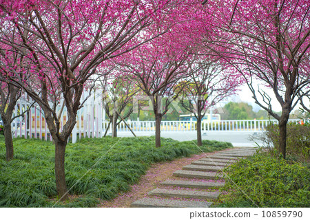 Plum Tree Road Plum Tree Road 10859790