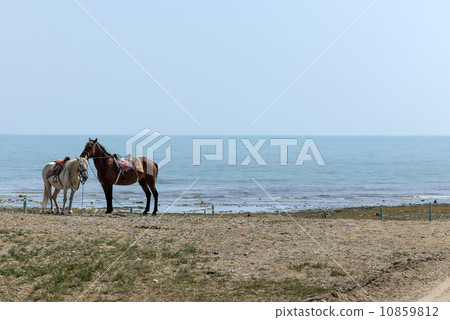 Horse lake 10859812