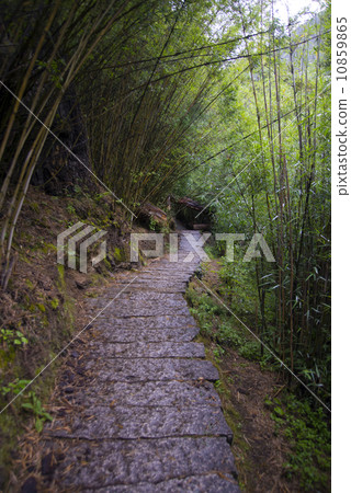 Rain bamboo trail 10859865