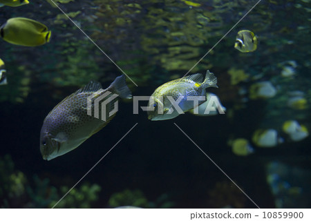 Fairy fish 10859900