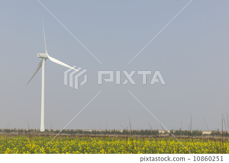 Under canola flower windmill Under canola flower windmill 10860251