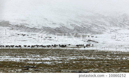 Snowy yak Snowy yak 10860252
