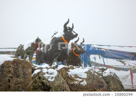 August 30, 2013 in China's Tibetan yak Mira Yamaguchi snow statue, Tibet, China. August 30, 2013. August 30, 2013 in China's Tibetan yak Mira Yamaguchi snow statue, Tibet, China. August 30, 2013. 10860294