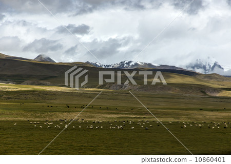 nder the Snow sheep in tiebt 10860401