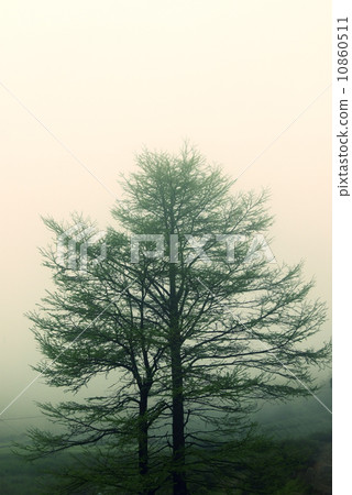 Hazy mist tree 10860511