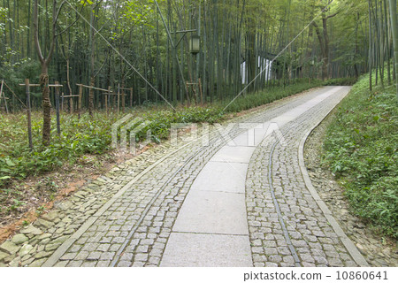 Bamboo forest trail in Hangzhou, China 10860641