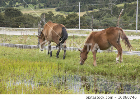 Horses plants Horses plants 10860746