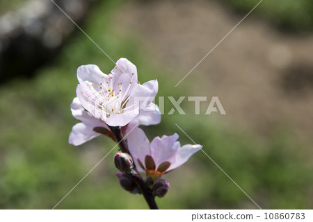 Peach Sky Peach Sky 10860783