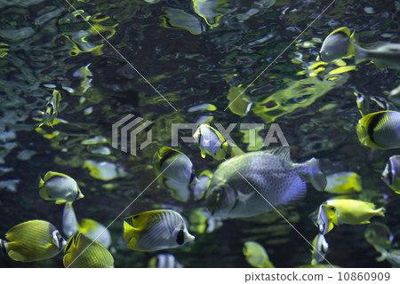Fairy fish Fairy fish 10860909