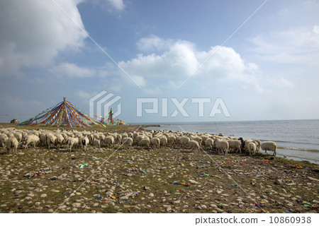 Sheep and prayer flags in China's Qinghai 10860938