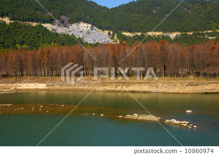 Redwood forest 10860974