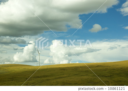 Windmill grass 10861121
