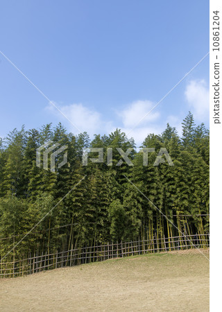 Bamboo Sky Bamboo Sky 10861204