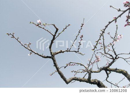 Peach blossom blue sky background 10861208