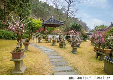 Chinese gardens and bonsai Chinese gardens and bonsai 10861236