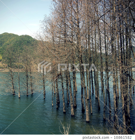 Cedar water in the river 10861582