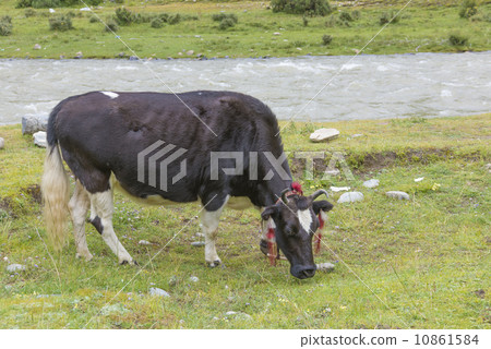 Tibetan yak 10861584