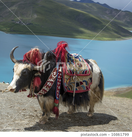 Lakes and yaks in Tibet Lakes and yaks in Tibet 10861799