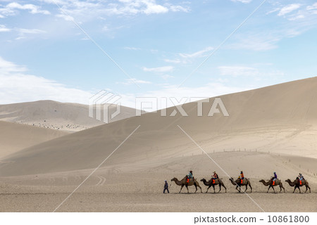 Desert camel Desert camel 10861800