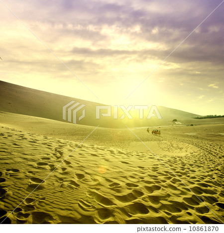 Sunset camel in the desert Sunset camel in the desert 10861870