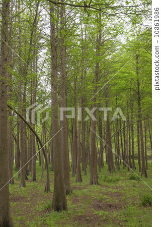 Pine woods 10861986