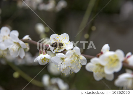 Bees Plum Bees Plum 10862090
