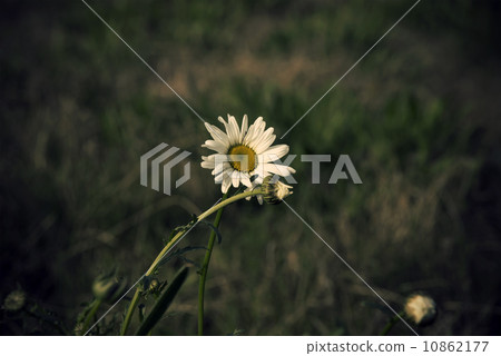 lonely daisy, a melancholy color atmosphere. lonely daisy, a melancholy color atmosphere. 10862177
