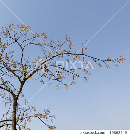 Spring tree and sky background Spring tree and sky background 10862249