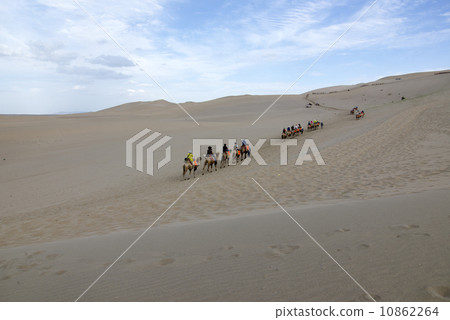 Desert camel walking in the Chinese Dunhuang. 10862264