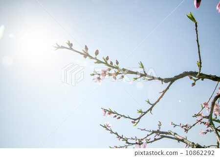 Peach blossom blue sky background Peach blossom blue sky background 10862292